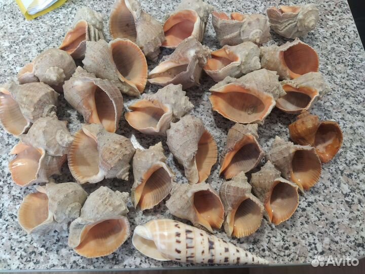 Ракушки морские разные,можно поштучно