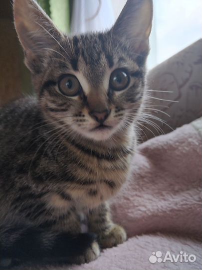 Котята 2 девочки в добрые руки