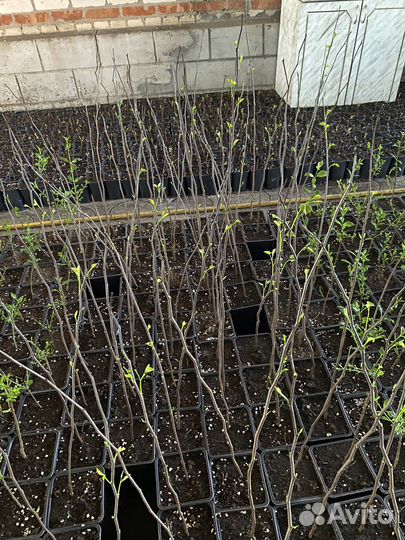 Церцис канадский