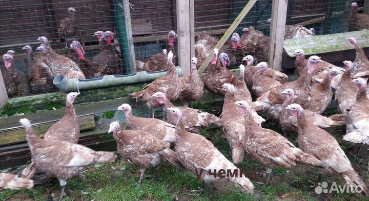 Арденская красная индейка инкубационное яйцо