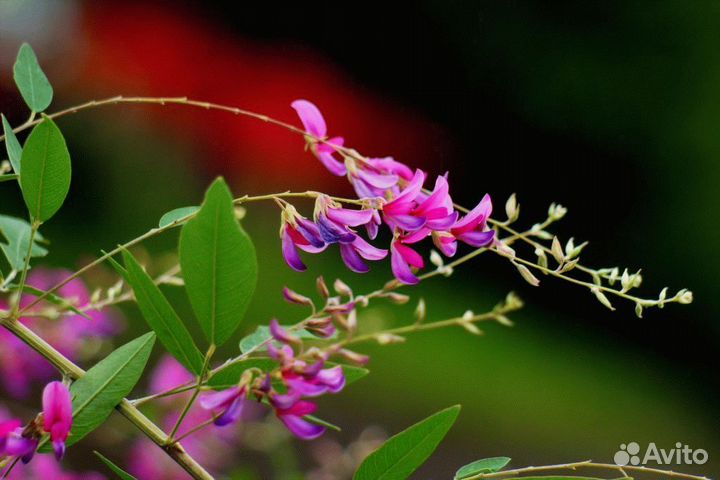 Леспедеца двуцветная, семена