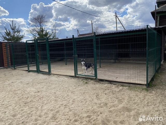 Уличная вольерная передержка для собак в Ярославле | Услуги | Авито