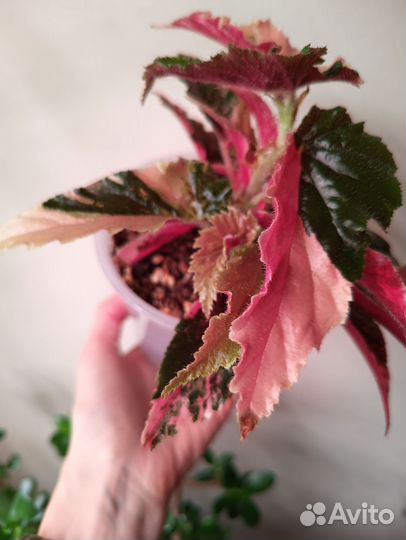 Бегония Ginny Galaxy