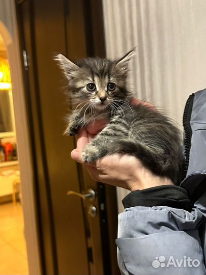 Котенок в добрые руки