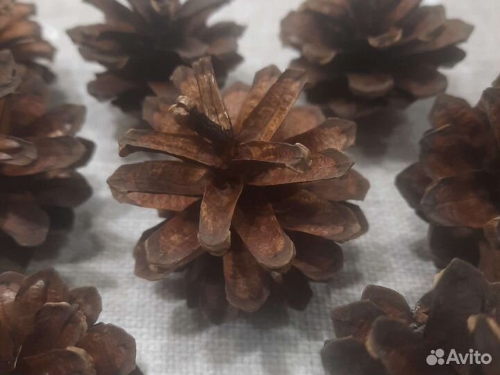 Шишка сосновая