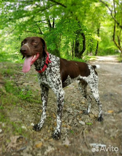 Вязка курцхаар