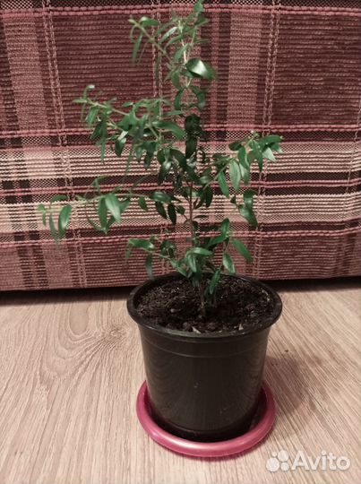 Мирт Миртовое деревце