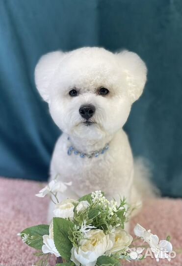 Стрижка собак и кошек