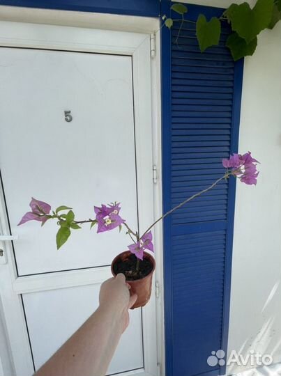 Бугенвилия