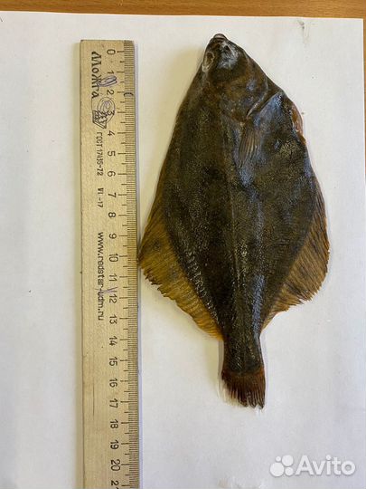 Камбала полярная, оптом