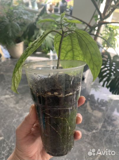 Клеродендрум томпсона бронь