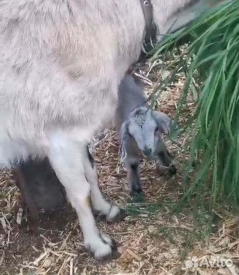 Коза нубийская