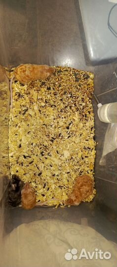 Отдаю кудрявых мышек