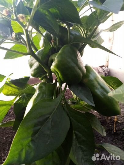 Рассада перцев, помидор (томатов, томаты)