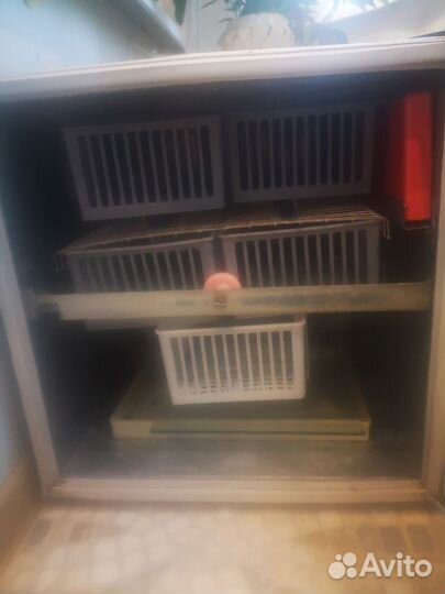 Инкубатор петушок