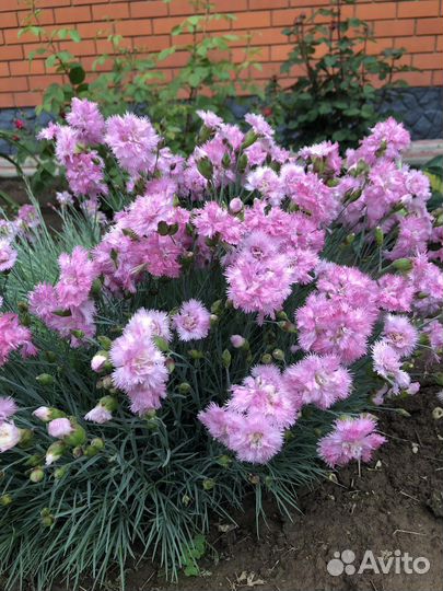 Многолетние садовые цветы, тимьян, хосты, гвоздика