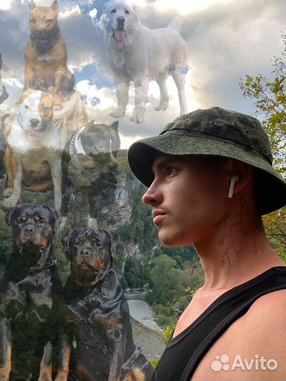 Передержка Выгул Дрессировка Собак & Котов