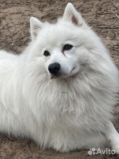 Вязка собак. Японский шпиц