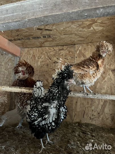 Цыплята разных пород кур. Инкуб яйцо