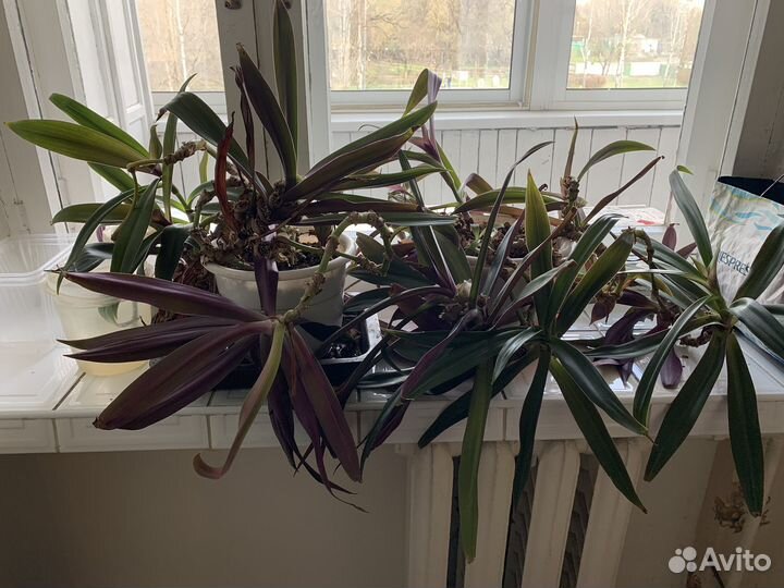 Традисканция рэо,домашний цветок