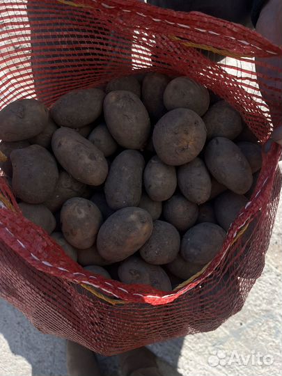 Семенной картофель Королева Анна