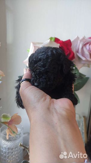 Мальтипу, пупсики