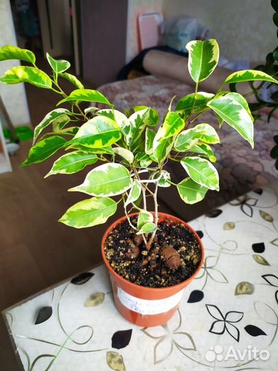 Комнатные цветы Крассула -толстянка