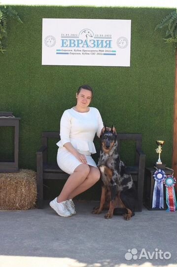 Услуги Хендлера, Хендлинг, Выставочная подготовка