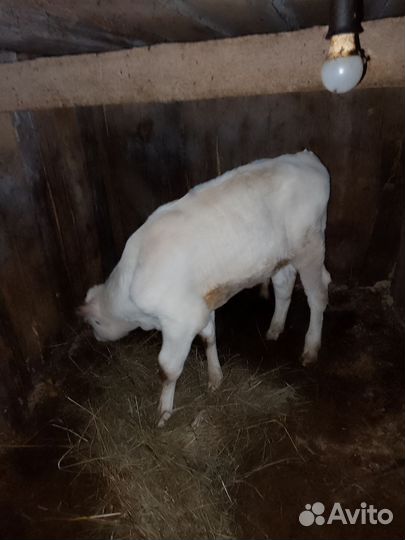 Коровы телята