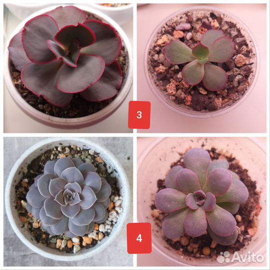 Суккуленты / Редкие суккуленты