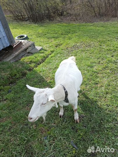 Продам козу