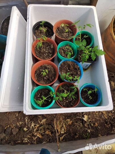 Ящик каробка изотермический