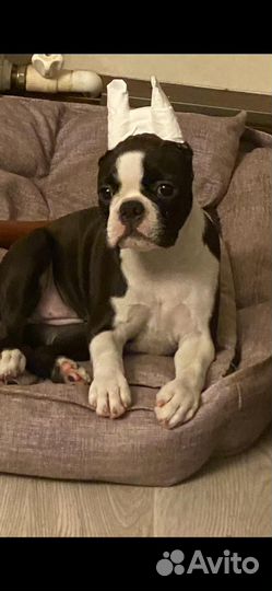 Щенки бостон терьер