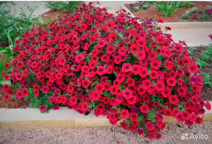 Петуния гигант Тайдал