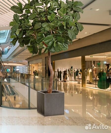 Фикус Лирата (точная ботаническая копия)