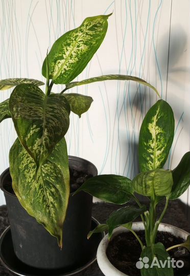 Диффенбахия