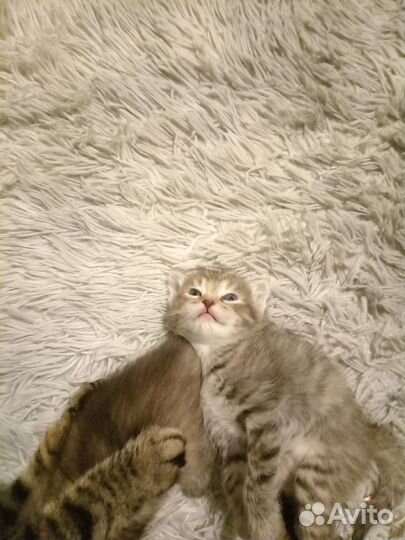 Кошки вислоухие