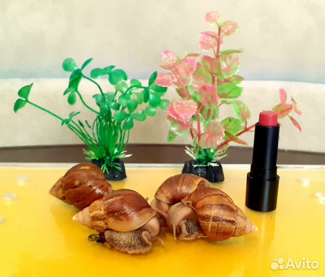 Улитки Ахатины Фулика