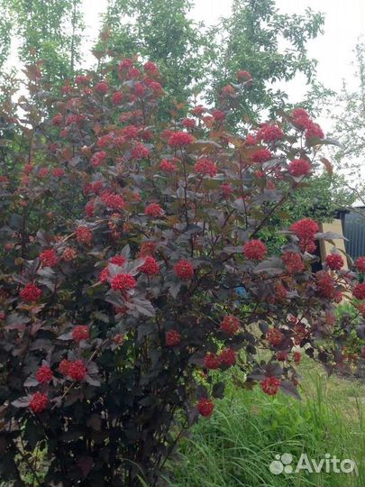 Пузыреплодник красный в горшках 7.5 и 15 л