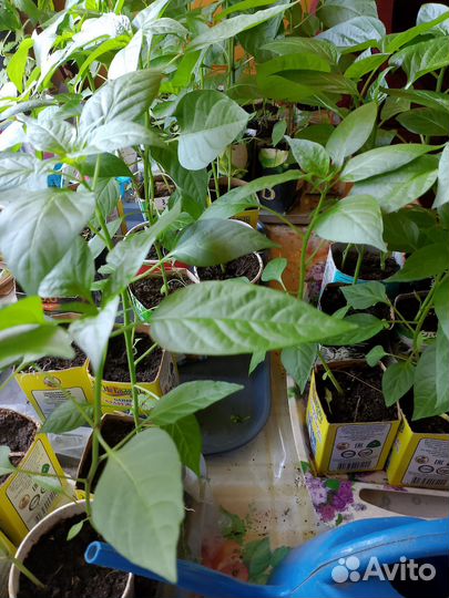 Рассада острого перца