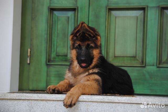 Щенки из питомника Софтнесс флинт