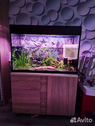 Аквариум 150 л. Плюс допы. Красивые рыбки