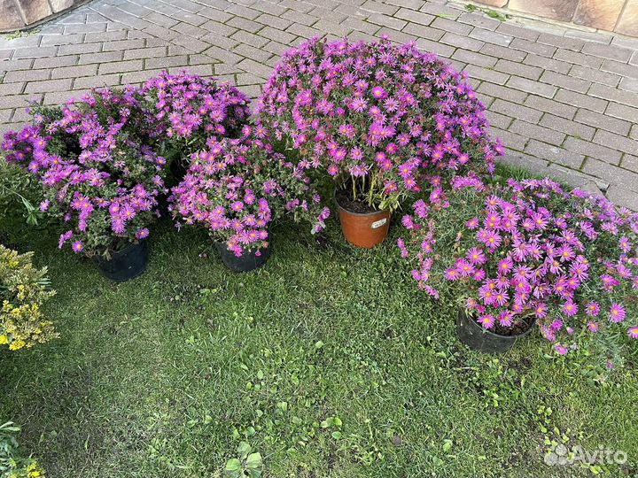 Многолетники Астра Золотарник