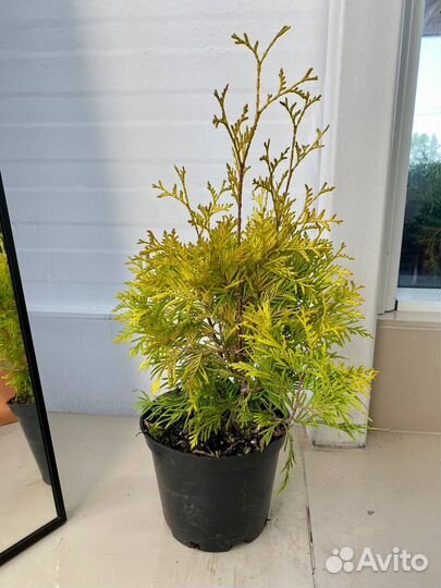 Туя Еллоу Рибон, С2 20-40 см