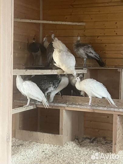 Павлины синии, черноплечие, белые 2023г