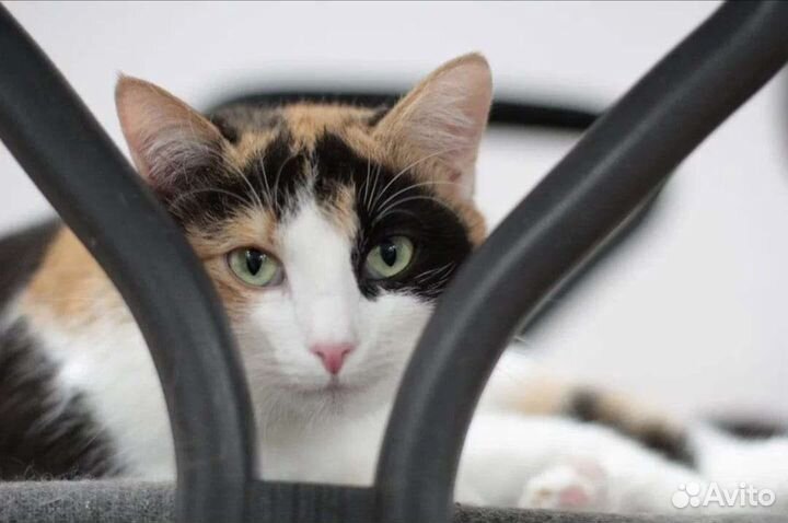 Кошка в дар