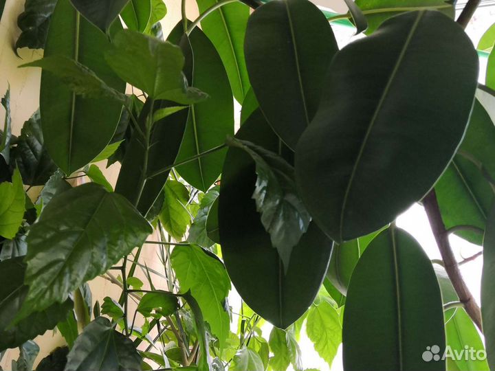 Комнатные растения цветы большие