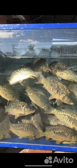 Живая рыба