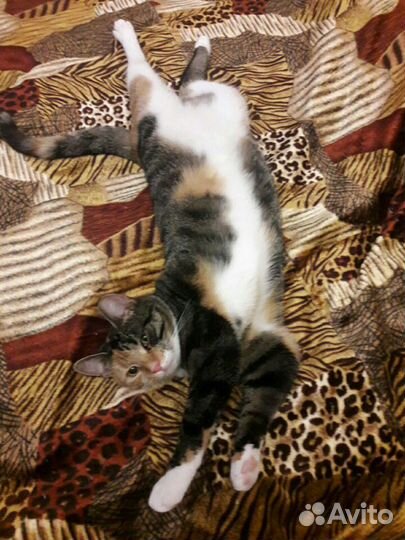 Красивая,воспитанная кошечка