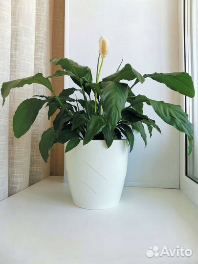 Спатифиллум